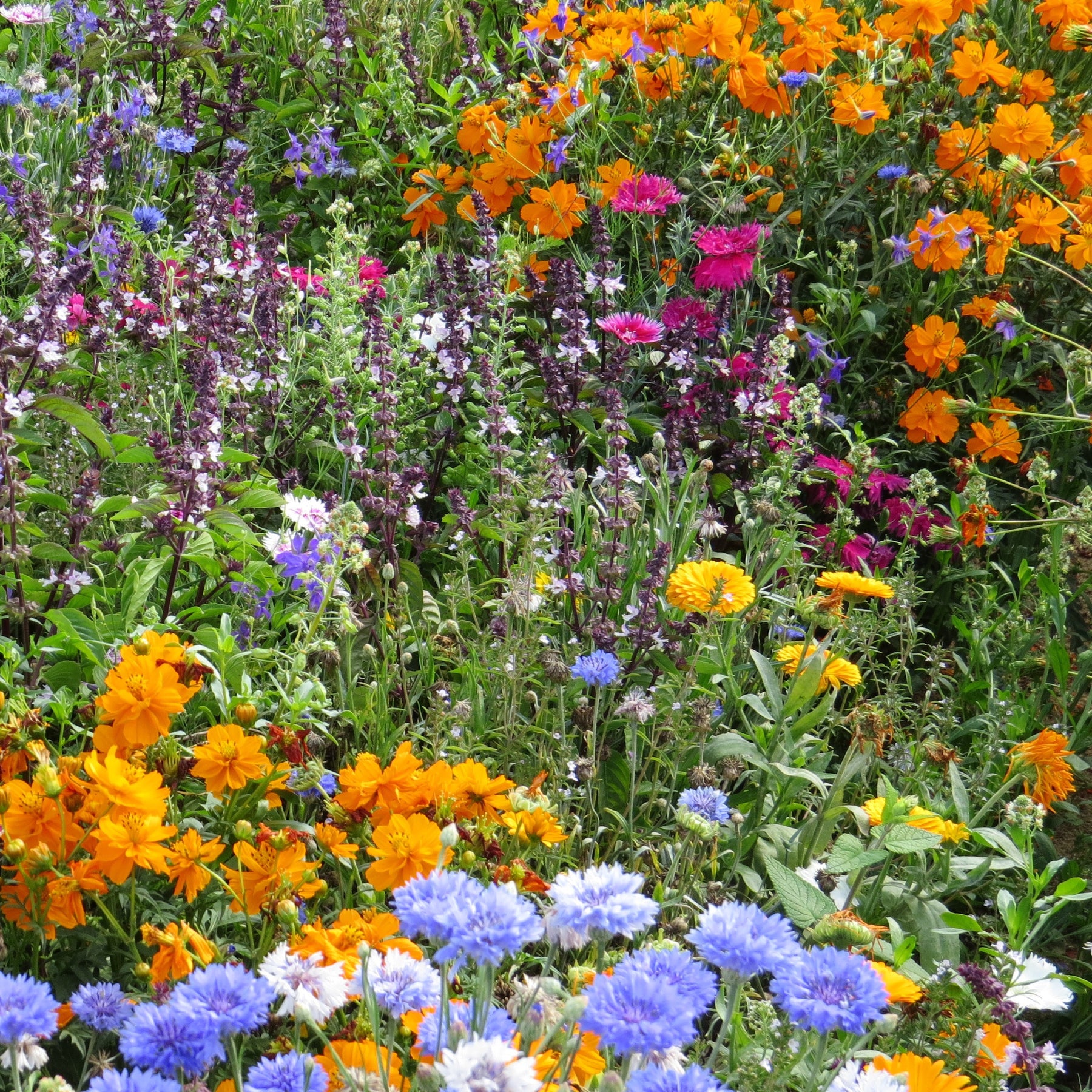 Bienen- & Schmetterlingsblumen Mischung - Willemse