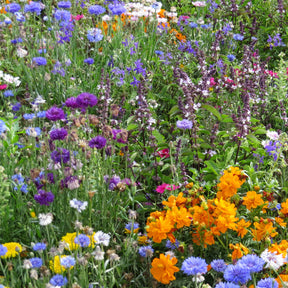 Bienen- & Schmetterlingsblumen Mischung - Mélange mellifère et papillon varié - Willemse
