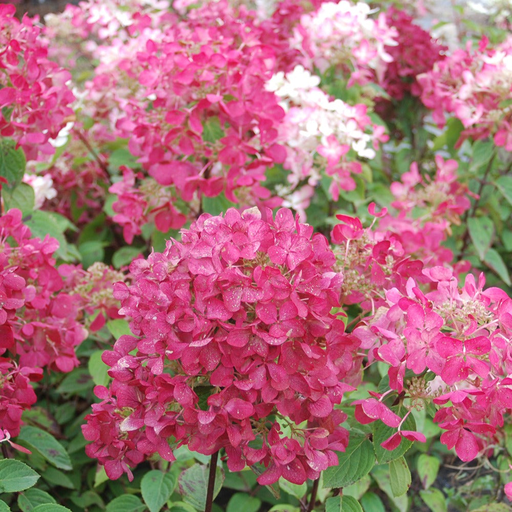 Rispenhortensie 'Diamant Rouge'® - Hydrangea paniculata diamant rouge ® 'rendia' - Willemse