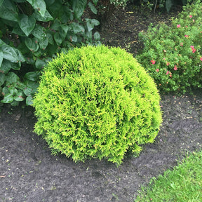 Lebensbaum Mirjam - Thuja occidentalis Mirjam - Willemse