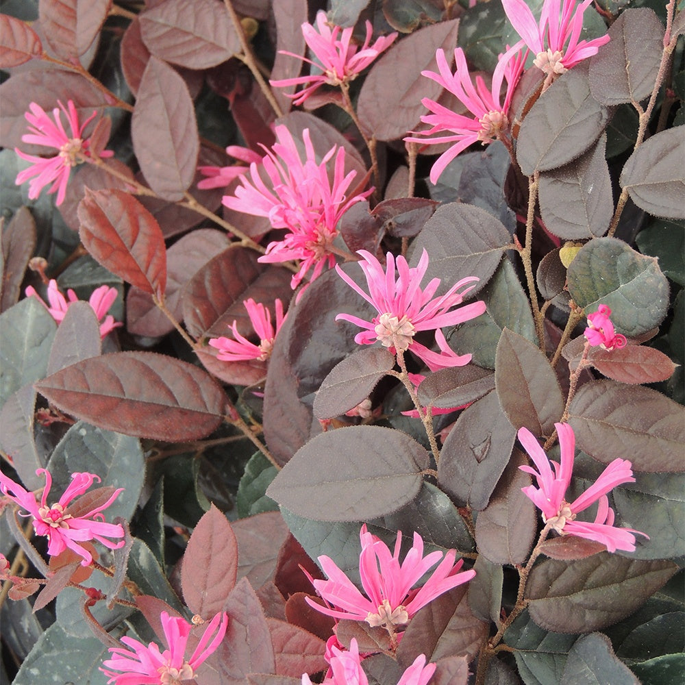 Riemenblüte Fire Dance - Willemse