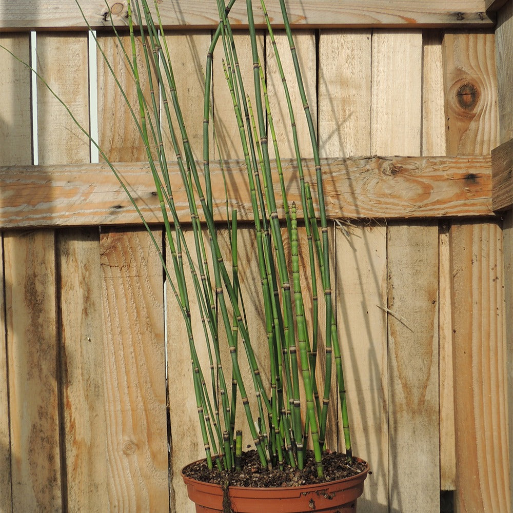 Japanischer Schachtelhalm - Equisetum japonicum - Willemse