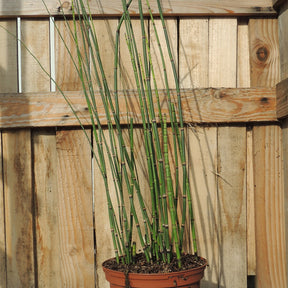 Japanischer Schachtelhalm - Equisetum japonicum - Willemse