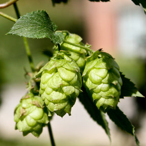 Hopfen 'Magnum' - Humulus lupulus magnum - Willemse