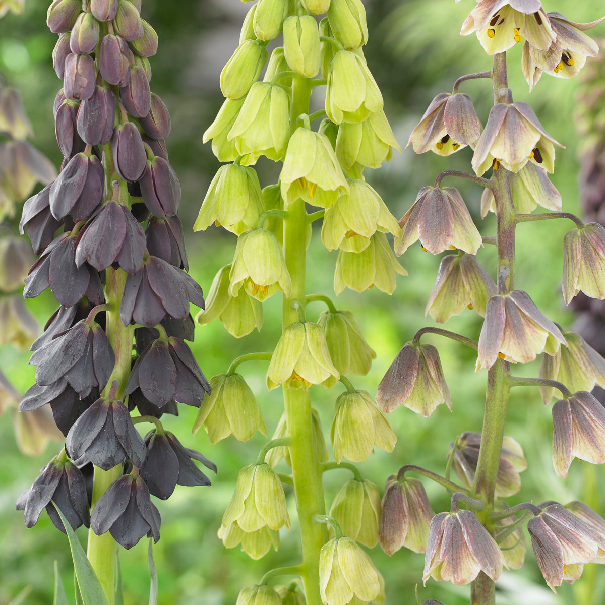 Persische Schachblume - Willemse