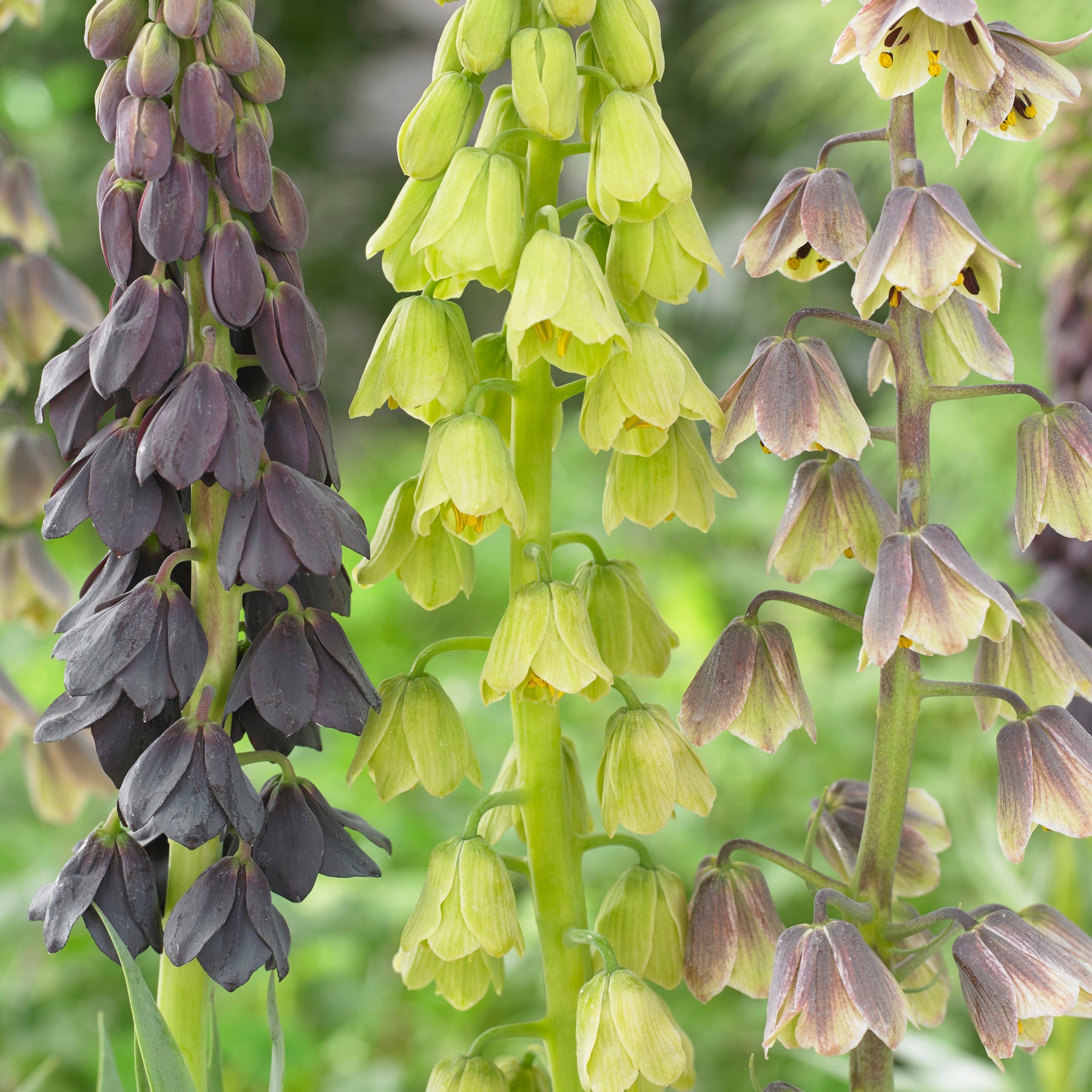 Persische Schachblume - Willemse