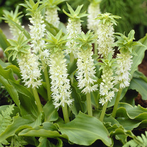 Gewellte Schopflilie (x3) - Willemse