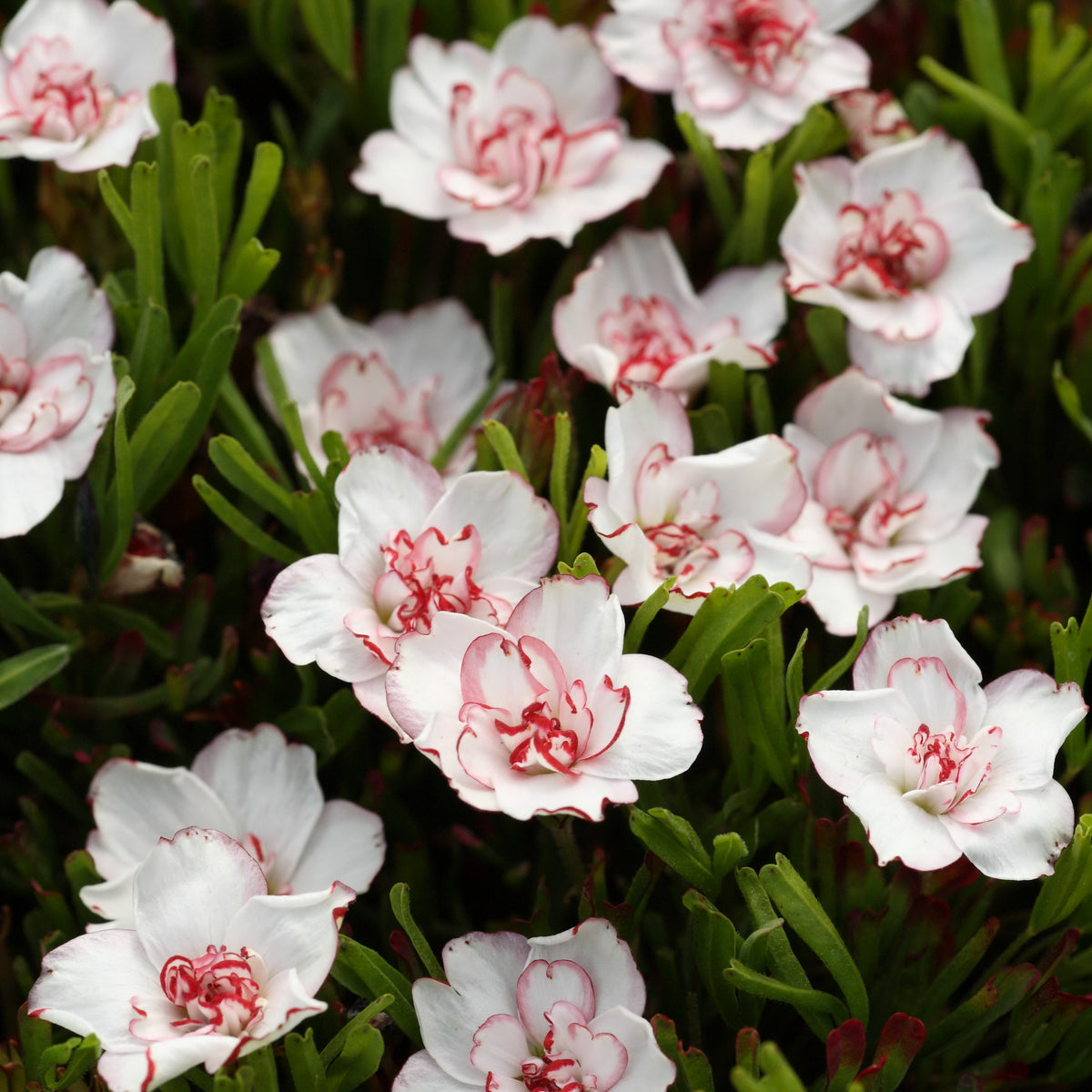 Oxalis 'Double Pink Wonder' (x5) - Willemse