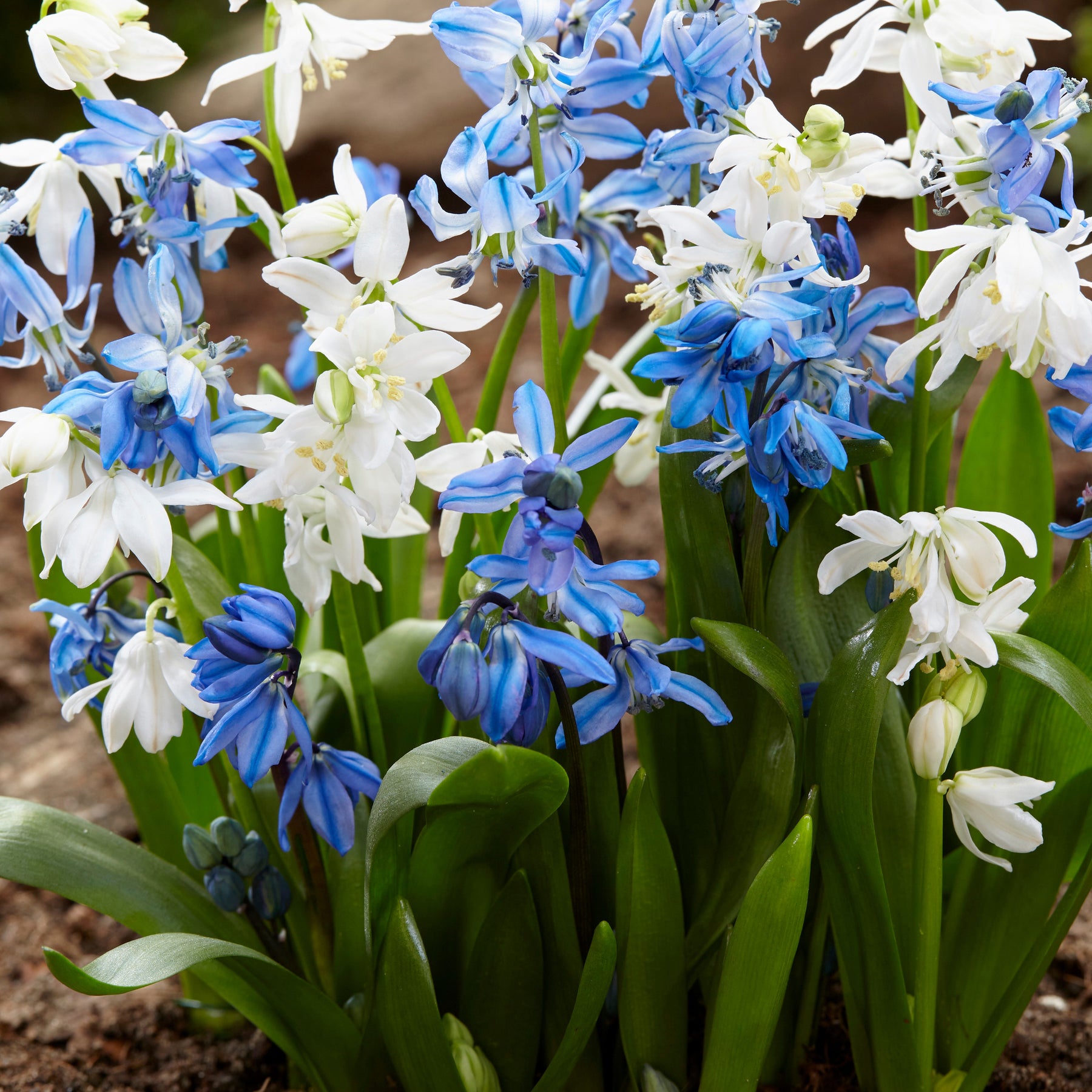 Sibirischer Blaustern - Scilla siberica