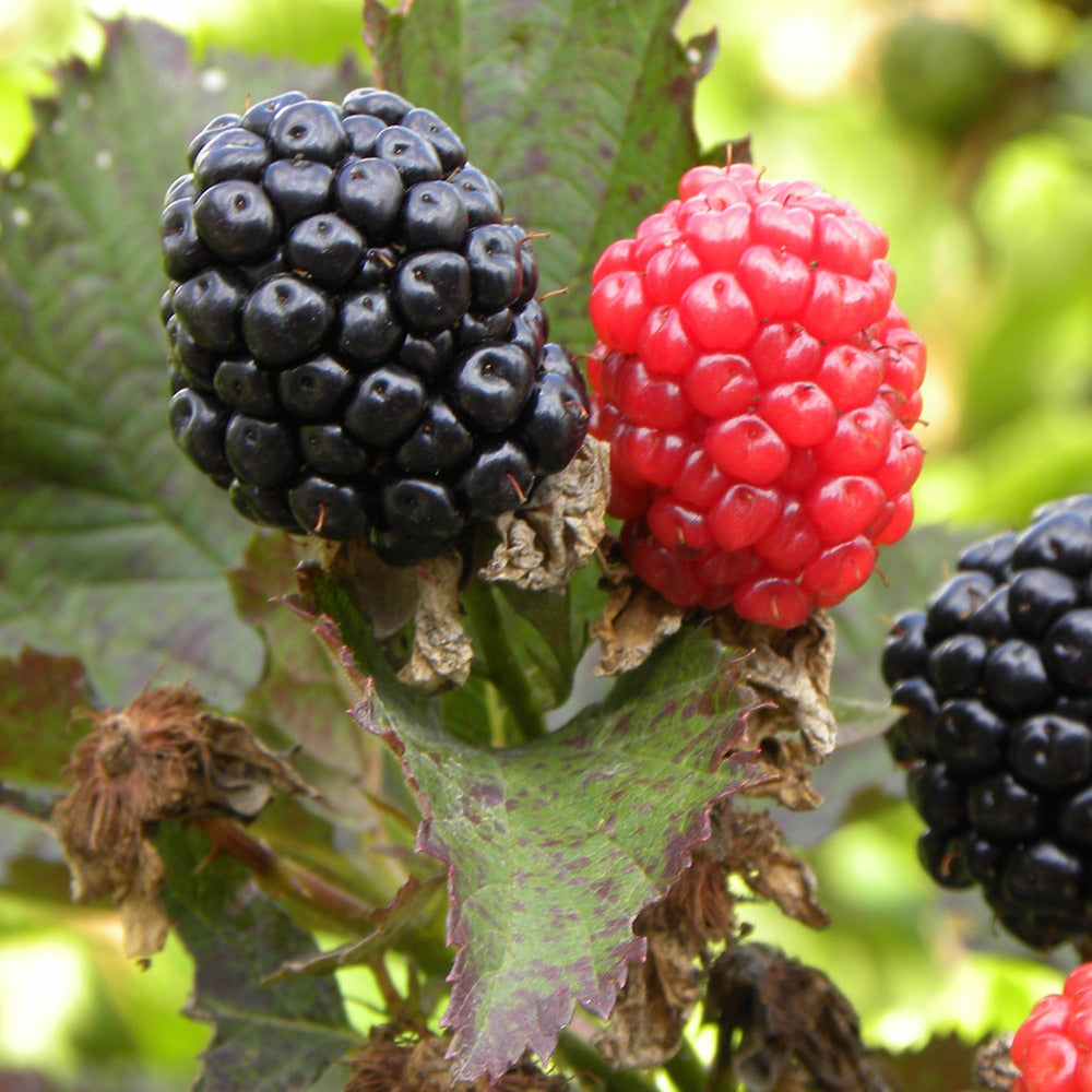 Verkauf Brombeere Reuben - Rubus fruticosus reuben®