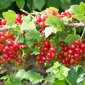 Rote Johannisbeere ‘Jonkheer van Tets’ - Ribus rubrum Jonkheer Van Tets - Willemse