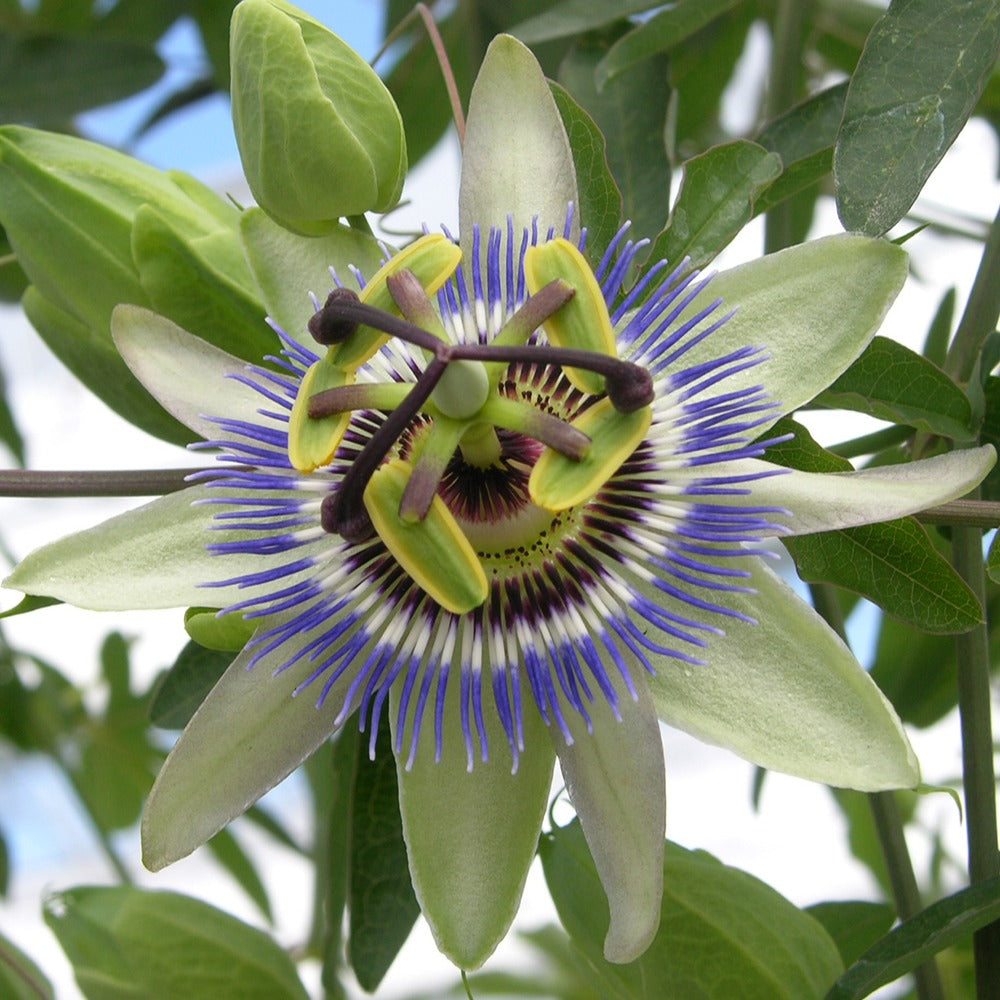 Verkauf Passionsblume - Passionsblume