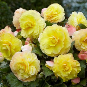 Gelbe Doppelbegonien (x5) - Begonia superba - Willemse