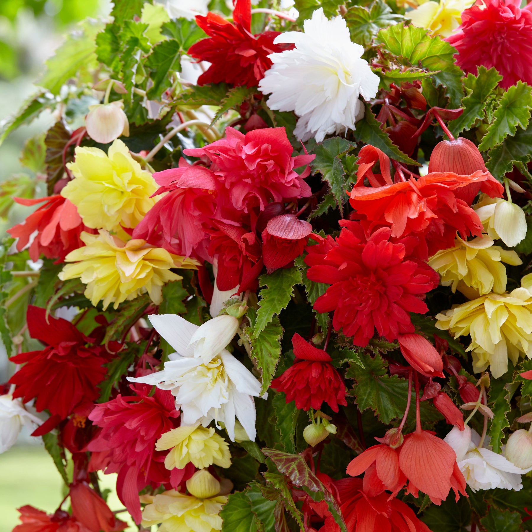 Hänge-Begonien einfach Mischung - Begonia pendula - Willemse