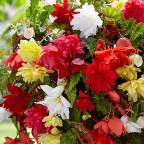 Hänge-Begonien einfach Mischung - Begonia pendula - Willemse