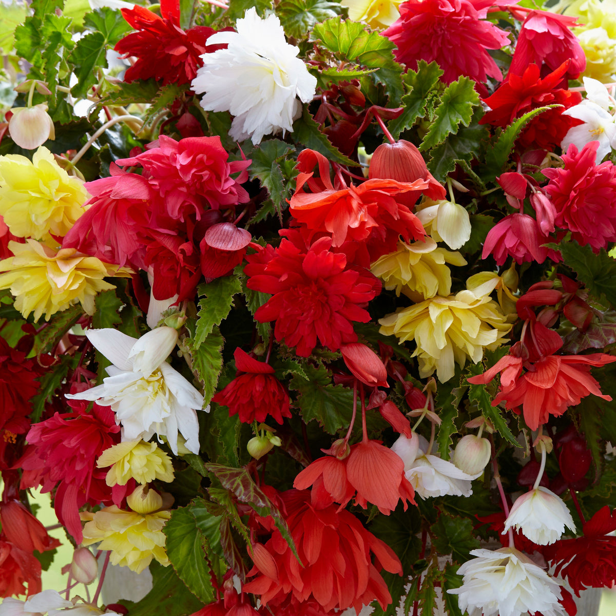Begonien-Zwiebeln - Hänge-Begonien einfach Mischung - Begonia pendula