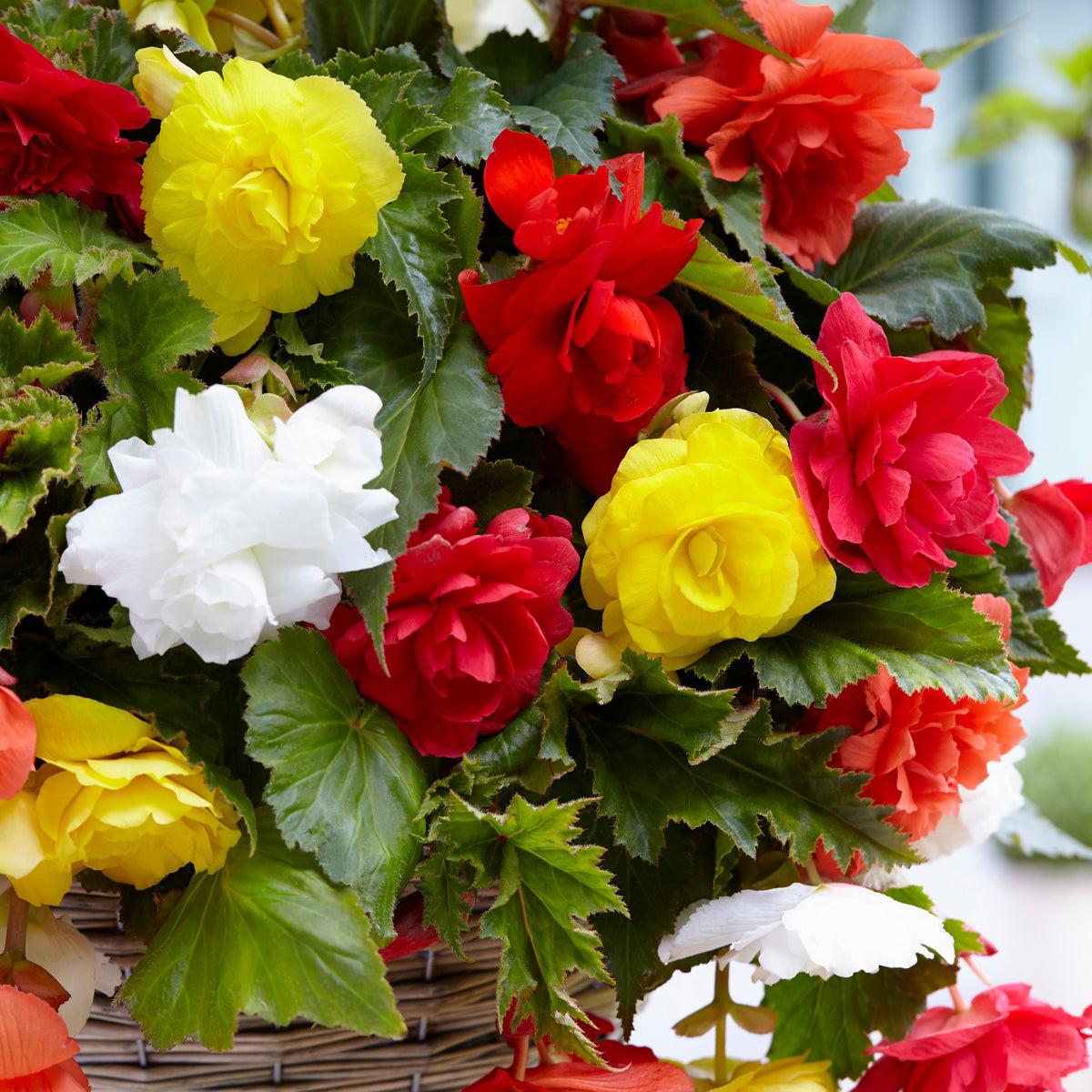 Großblumige, hängende Begonien Mischung - Begonia - Willemse