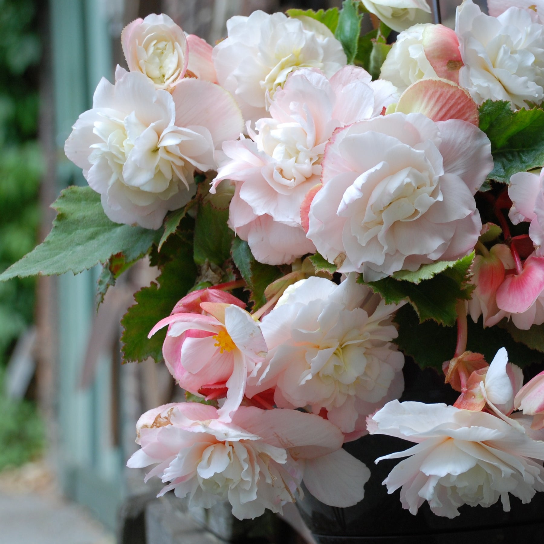 Begonie 'Angelique' (x5) - Begonia odorata angélique