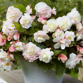 Begonie 'Angelique' (x5) - Begonia odorata angélique