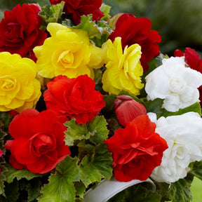Begonien 'Double Colors' (x24) - Begonia tuberhybrida - Blumenzwiebeln Sommerblüher