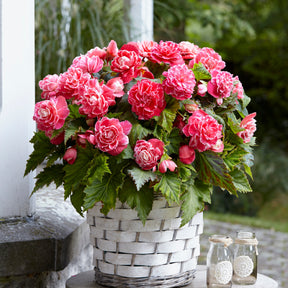Begonien-Zwiebeln - Begonie 'Camelia' (x5) - Begonia a fleurs de camélia
