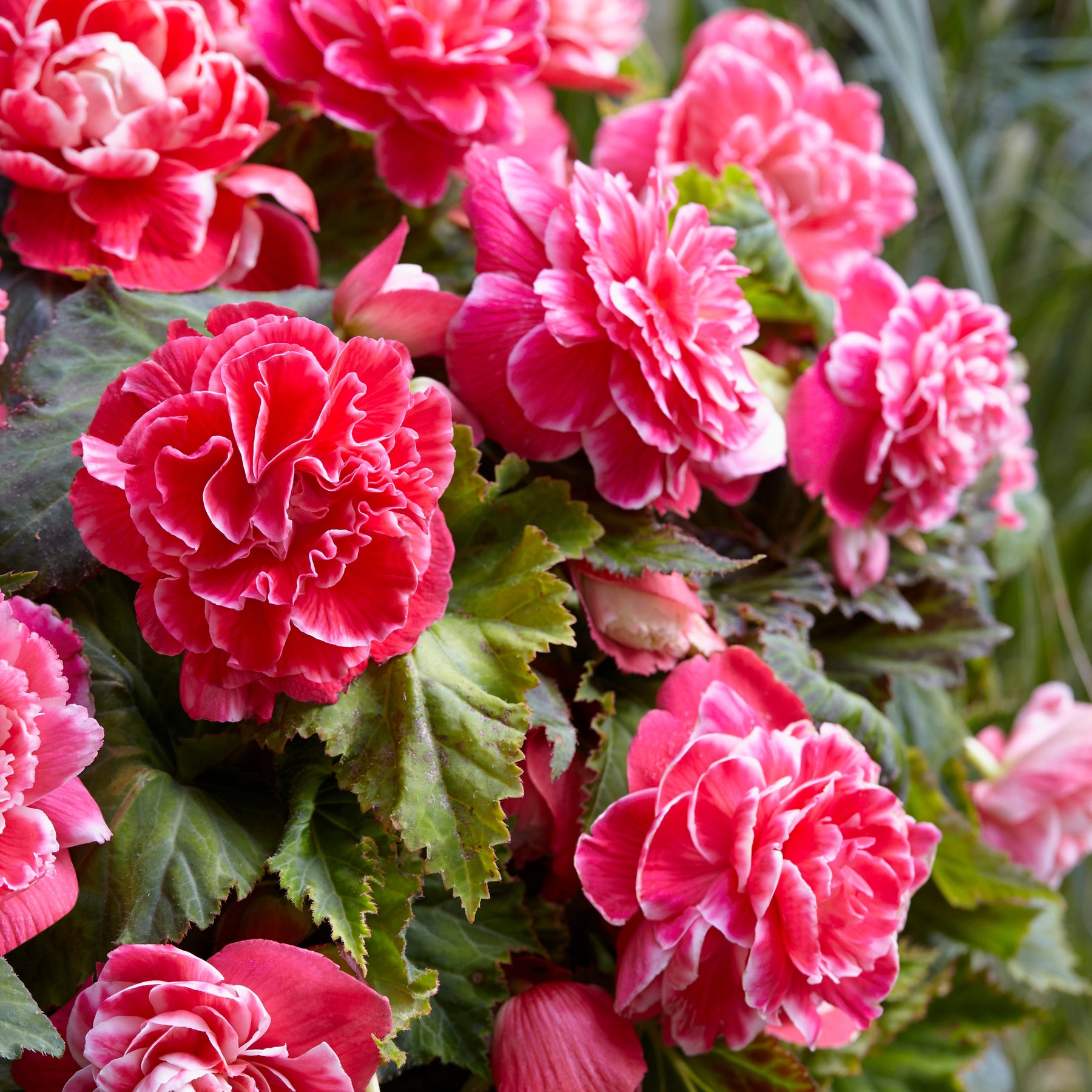 Begonie 'Camelia' (x5) - Begonia a fleurs de camélia