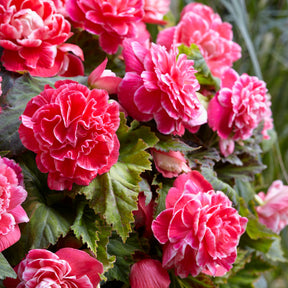 Begonie 'Camelia' (x5) - Begonia a fleurs de camélia