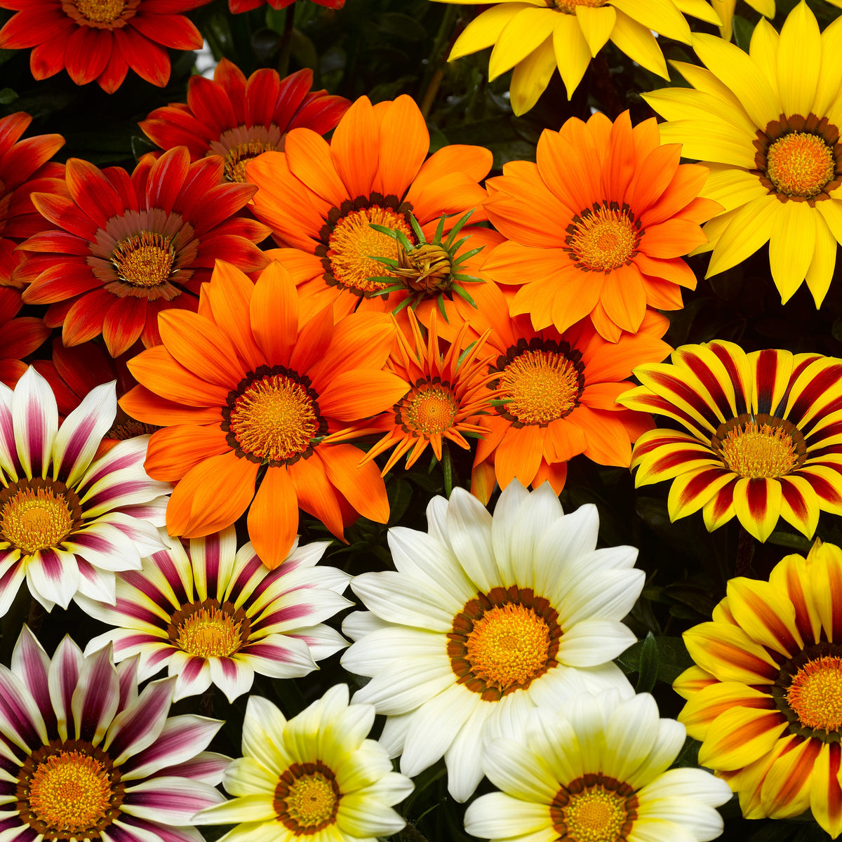 Gazanie Mischung (x3) - Gazania splendens - Willemse