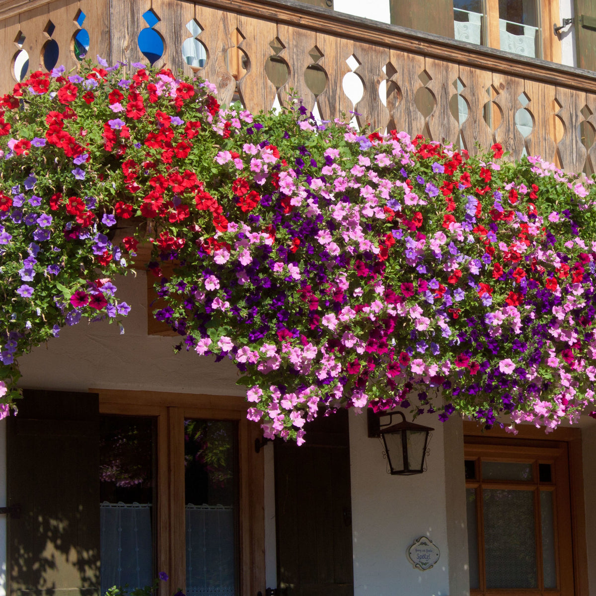 Petunien Mischung 'Alpetunia' (x3) - Petunia Alpe tunia® mix - Willemse