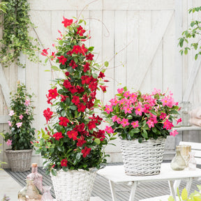 Dipladenia rot - Willemse
