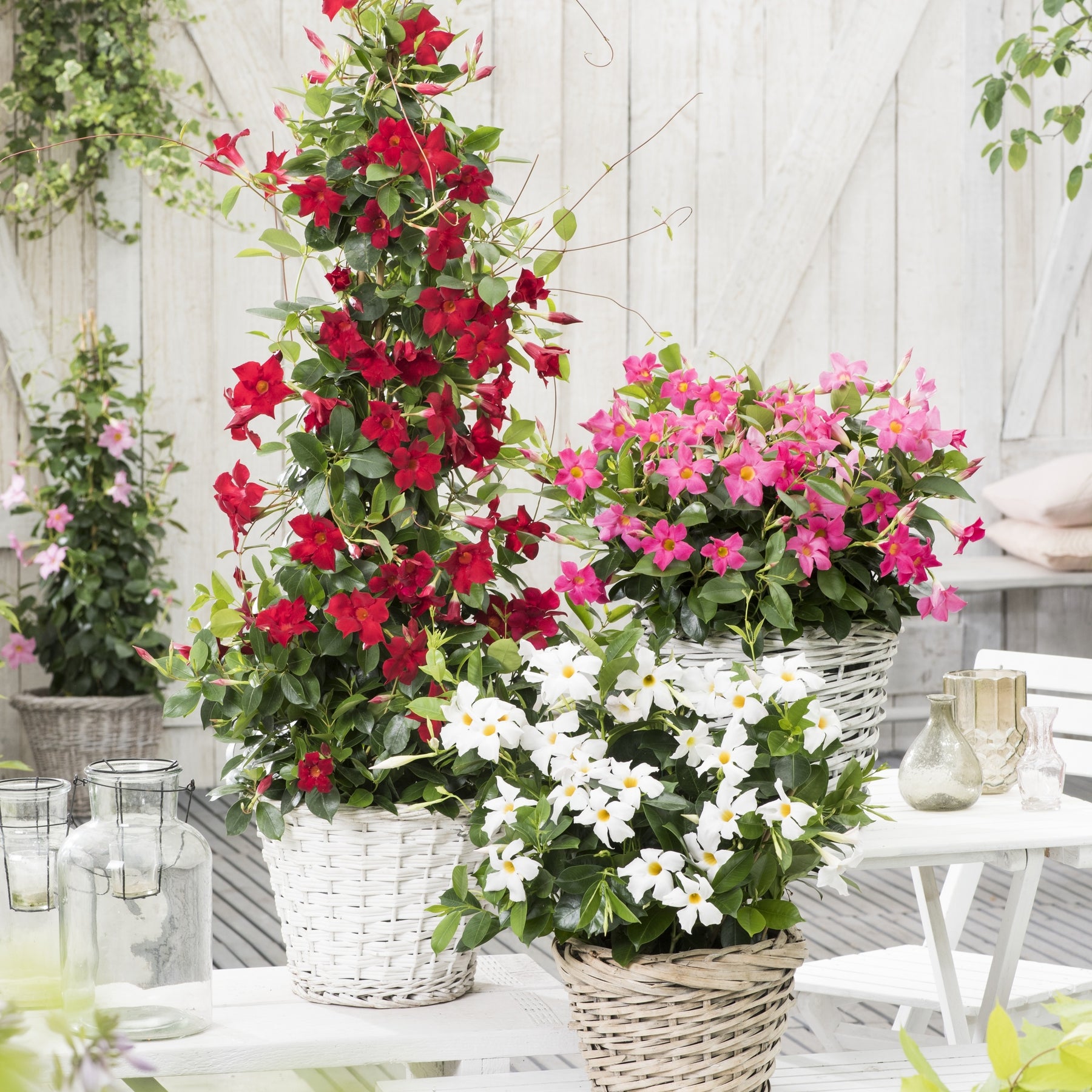 Dipladenia rot - Dipladenia - Mandevilla - Willemse