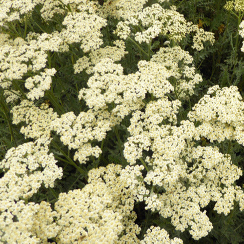 Schafgarbe ‘Alabaster’ - Willemse