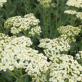 Alabaster Achillea (x3) - Achillea hybride alabaster - Sträucher und Stauden