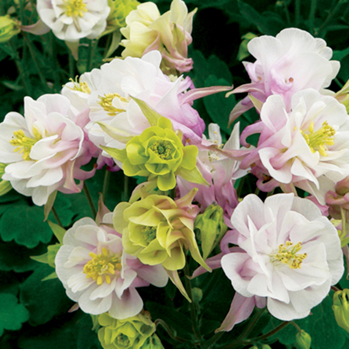 Gefüllte Akelei ‘Winky Double Rose-White’ - Willemse