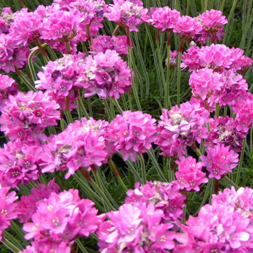 Grasnelke 'Düsseldorfer Stolz' - Willemse