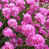 Grasnelke Rubrifolia - Willemse