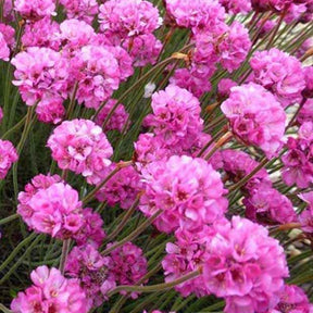 Grasnelke Rubrifolia - Willemse