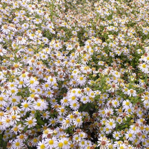 Myrten Aster 'Erlkönig' - Willemse