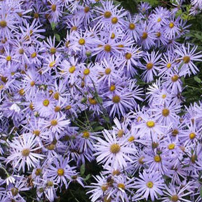 Sommer-Aster 'Mönch' - Willemse