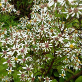 Großblättrige Aster 'Albus' - Willemse