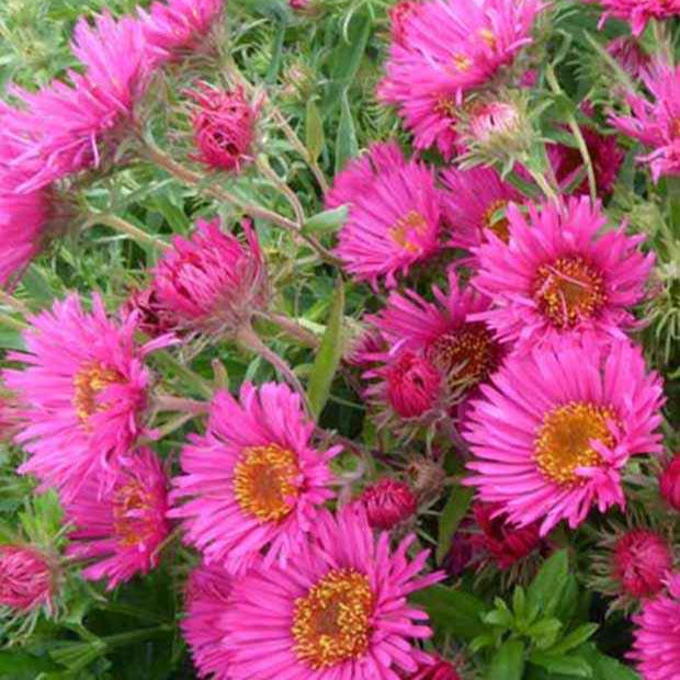 Raublatt-Aster 'Alma Pötschke' - Willemse