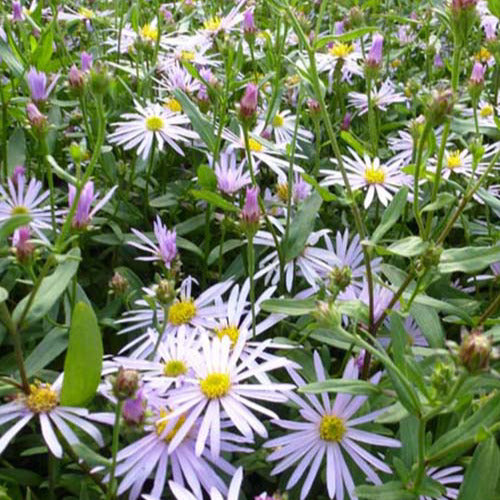 Pyrenäen-Aster ‘Lutetia’ - Willemse