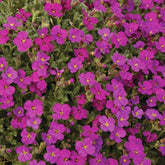 Blaukissen ‘Regado Red’ - Willemse