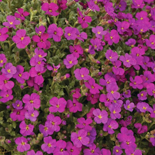 Blaukissen ‘Regado Red’ - Willemse