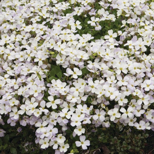 Blaukissen 'Regado White' - Willemse