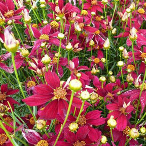 Mädchenauge Red Satin - Willemse