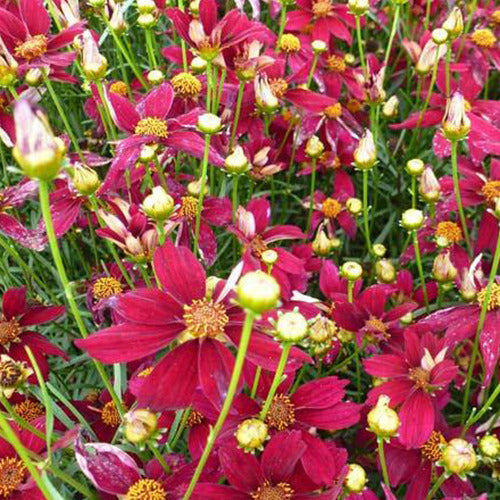 Mädchenauge Red Satin - Willemse