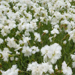 Feder Nelke 'Alba Plenus' - Willemse