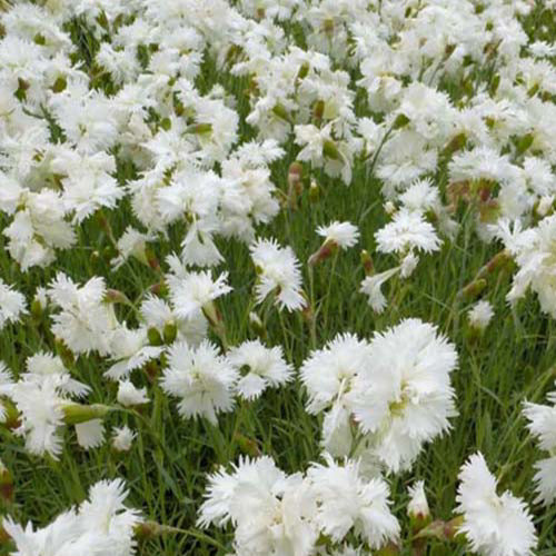 Feder Nelke 'Alba Plenus' - Willemse