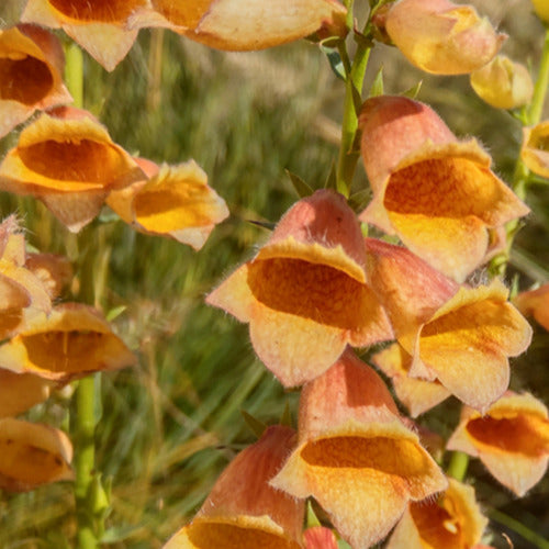 Fingerhut ‘Goldcrest’ - Willemse